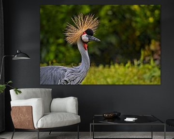  Grey crowned crane  by Leo Huijzer
