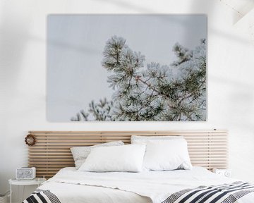 Besneeuwde dennenboomtakken - winterse fotoprint