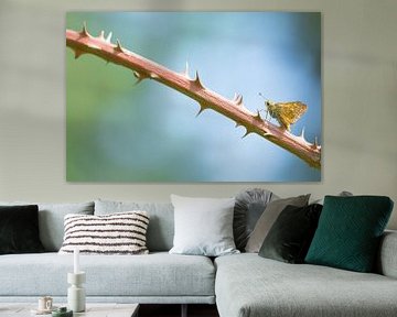 A tadpole butterfly by Danny Slijfer Natuurfotografie