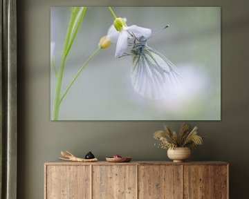 Weiß geädertes Weiß auf der Kuckucksblume von Danny Slijfer Natuurfotografie