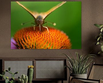 De gehakkelde aurelia van Danny Slijfer Natuurfotografie