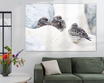 Paarse strandloper tijdens storm van Danny Slijfer Natuurfotografie