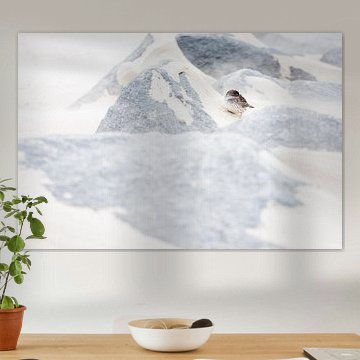 Bécasseau violet pendant la tempête