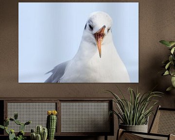 Lachmöwe in Arnheim von Danny Slijfer Natuurfotografie