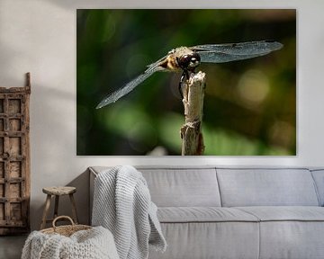 Libelle van Hans van Kilsdonk Fotografie