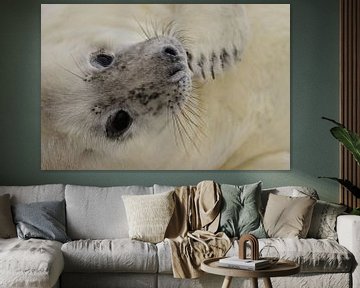Seal pups by Rinnie Wijnstra