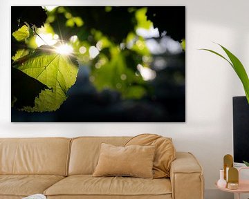 Indian summer sun through the leaves of the Lime tree by John Dekkers