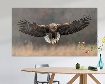 Seeadler im Anflug! von Robert Kok