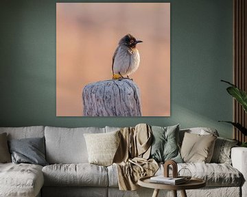Maskerbuulbuul - Afrikaanse vogel zittend op paal