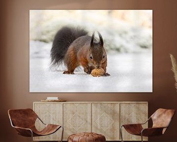 Eekhoorntje in de sneeuw achter een walnoot aan van KB Design & Photography (Karen Brouwer)