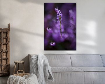 Damsel in purple heather by Danny Slijfer Natuurfotografie