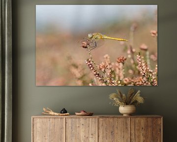 Libel in bloeiende heide van Danny Slijfer Natuurfotografie