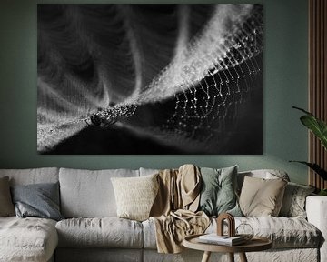 Spider in the web by Danny Slijfer Natuurfotografie