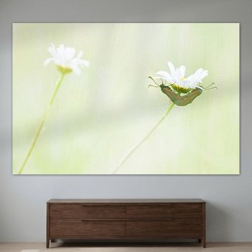 Saint John's butterfly