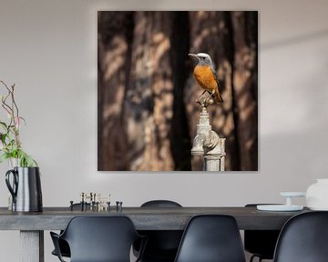 Kortteenrotslijster op een kraan - Afrikaanse vogel van Carmen de Bruijn