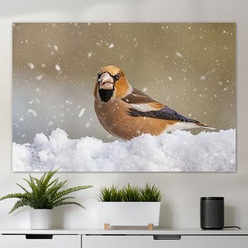 Hawfinch in the snow flurry