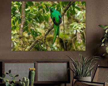 De quetzal in Monteverde Cloud Forest. van Tim Link