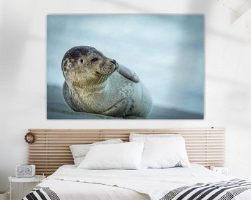 Cute seal by Dirk van Egmond
