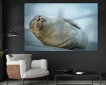 Seal on the beach at Katwijk aan Zee by Dirk van Egmond