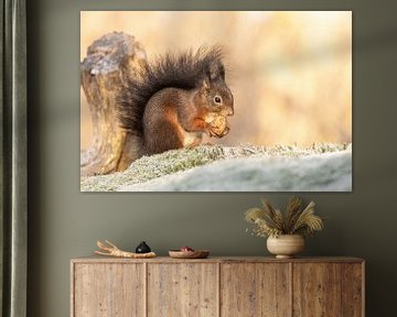 Winter-Eichhörnchen mit Walnuss von KB Design & Photography (Karen Brouwer)