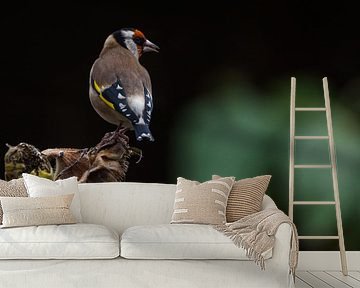 Putter op zonnebloem van Danny Slijfer Natuurfotografie