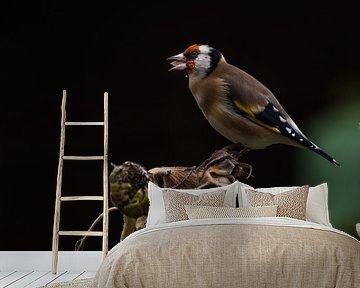 Putter op zonnebloem van Danny Slijfer Natuurfotografie