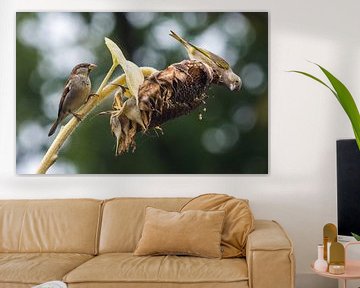 Haussperling und Grünfink auf Sonnenblume von Danny Slijfer Natuurfotografie