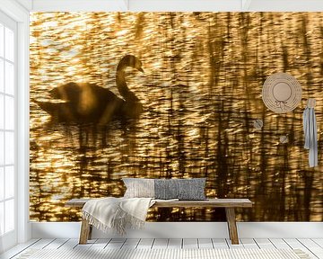 Knobbelzwaan in het laatste licht.