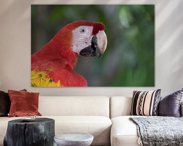 Scarlet macaw. by Tim Link