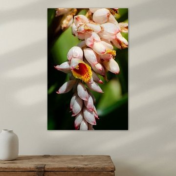 Alpinia Nutans, tropical plant with colourful flower