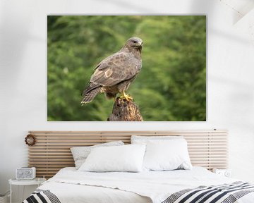 Buizerd alert van Sandra Groenescheij