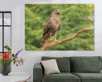 Buizerd van Sandra Groenescheij