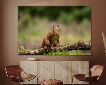 (rotes) Eichhörnchen von Sandra Groenescheij