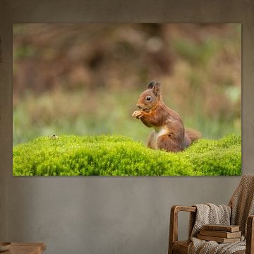 young squirrel with nut