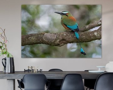 De Turquoise-wenkbrauwmotmot. van Tim Link