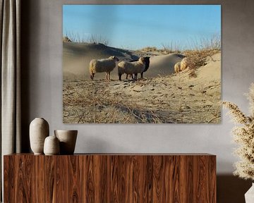 Schapen in de duinen Hoek van Holland