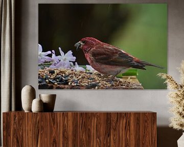 Een vink bij de feeder in het voorjaar van Claude Laprise