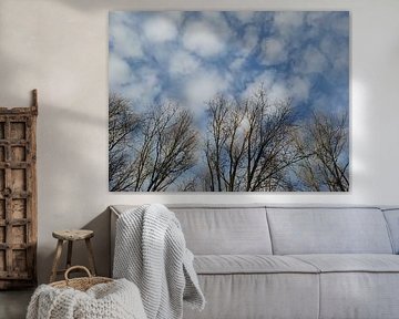 Boomkruinen en wolken