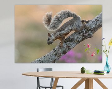 Das Eichhörnchen in Costa Rica (Variegated squirrel). von Tim Link