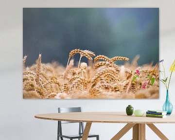 Nearly harvest-ready grain by Koen Blancquaert