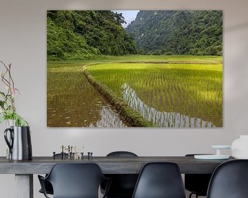 Groene rijstvelden in Ba Be national park Vietnam van Sander Groenendijk