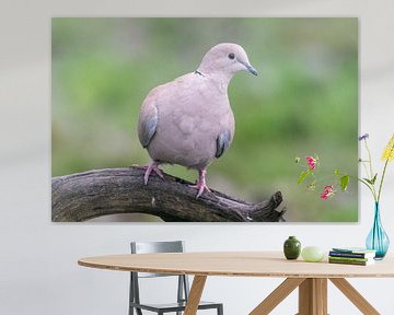 Turtledove sur Merijn Loch