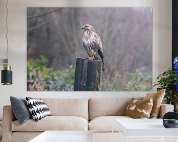 Buizerd van Merijn Loch