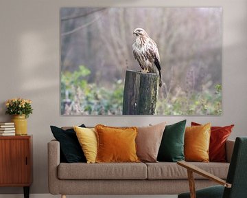 Buzzard