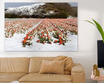 Sneeuwveld met tulpen, Noordwijk van Yanuschka Fotografie | Noordwijk