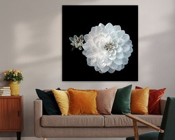 Snow-white dahlia, square by Yanuschka Fotografie | Noordwijk