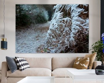 Ferns with snow by René Jonkhout