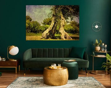 oude olijfboom in tweeën gedeeld van Rosina Schneider
