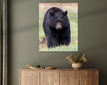 Portrait d'un ours noir | Parc national de Yellowstone sur Dennis en Mariska