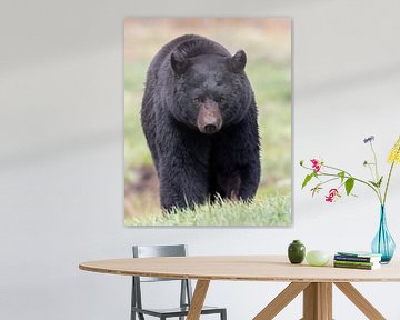 Schwarzbär Kunstdruck | Nahaufnahme Schwarzbär | Schwarzbär im Gras